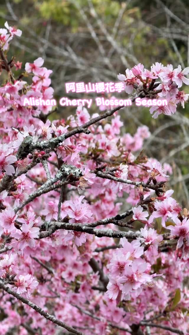 阿里山悄悄換上粉色新衣迷糊步道河津櫻盛開！走在奮起湖山城巧遇粉嫩櫻花❣️接下來值得期待的花況。太和櫻王 / 太和許媽媽 / 隙頂意...