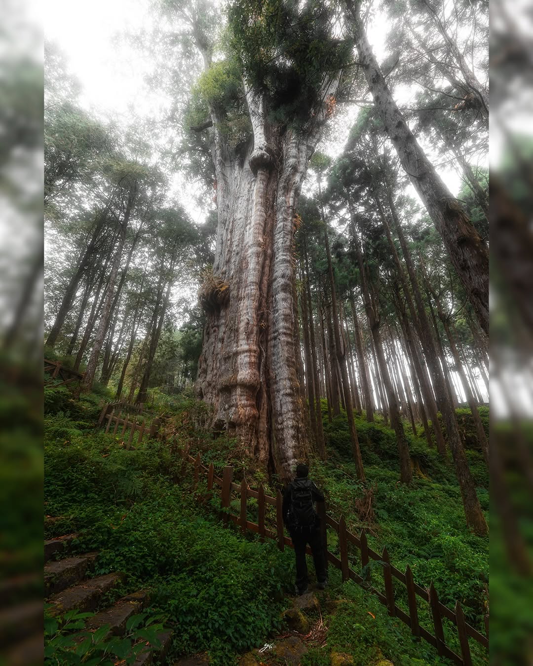 沿著昔日水山支線舊鐵道，走進森林的時光隧道。 在千年水山巨木前，我們只是路過的風景水山步道※小提醒：尚在營運的鐵道路段，禁止步行唷...