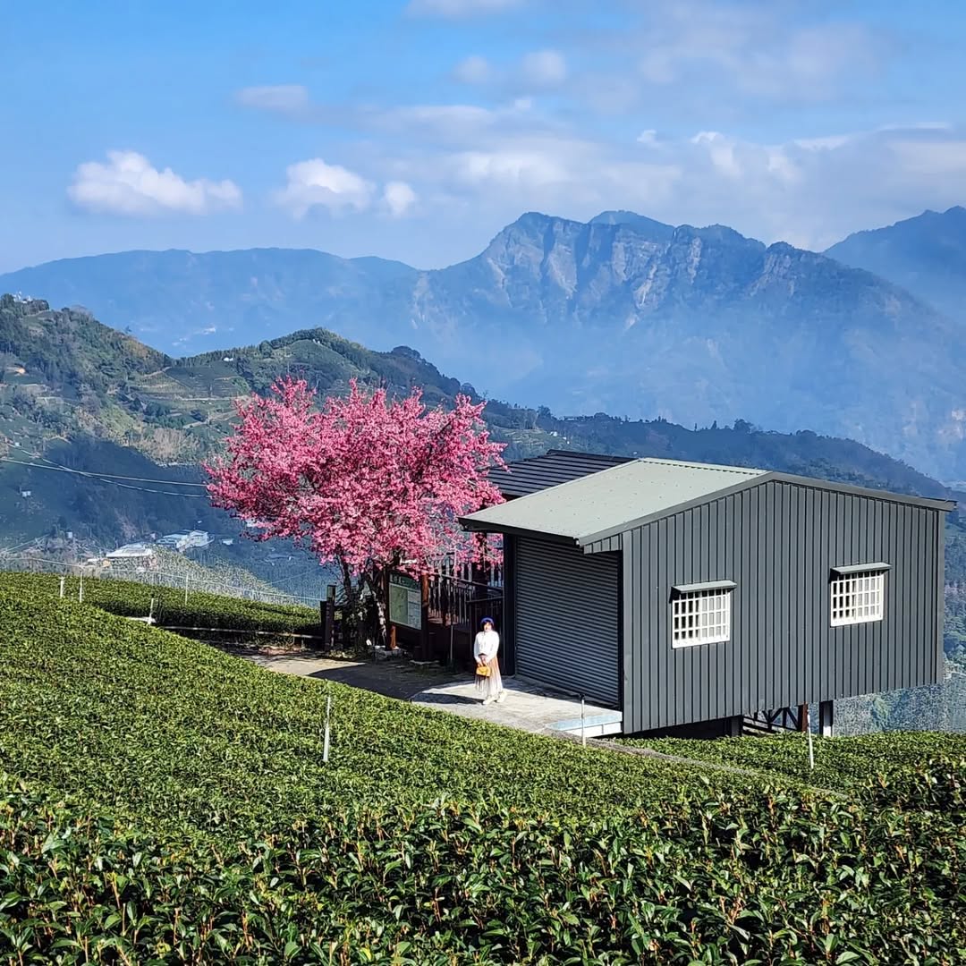 巃仔尾步道梅山太和最負盛名的就是樟樹湖櫻穀王茶亭的櫻王～大家知道嗎？巃仔尾步道也有一棵獨自芬芳的櫻花樹，搭配茶園與山景是他獨有的構...