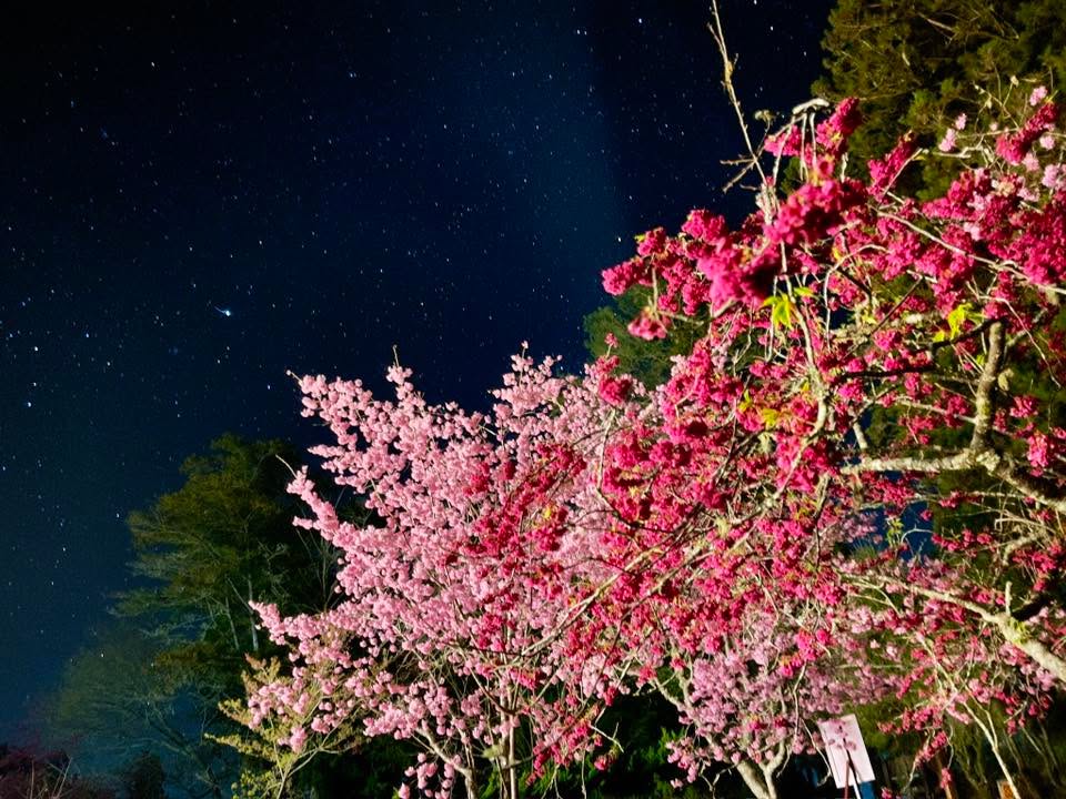 在二萬平的星光下，連櫻花都落入了銀河山編前幾天分享夜間賞櫻，沒想到山粉分享了這張令人驚豔的私藏美照！在高海拔二萬平的夜色裡，星空與...
