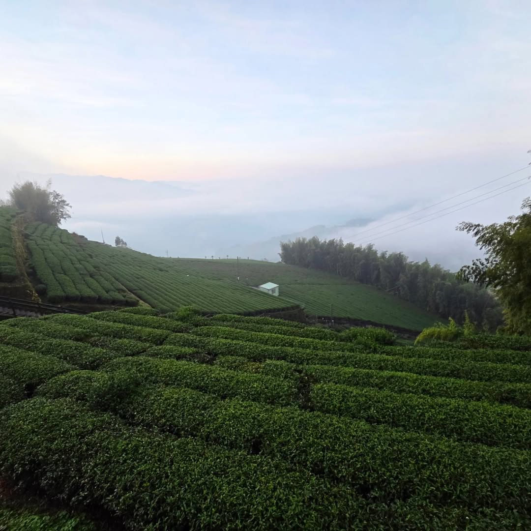 最近看了很多燈會的熱鬧影像～有點懷念我們的山景⛰️在 #石棹霞之道，茶園隨地勢起伏，雲海在遠方溫柔翻湧。什麼都不用做，只要在這裡望...
