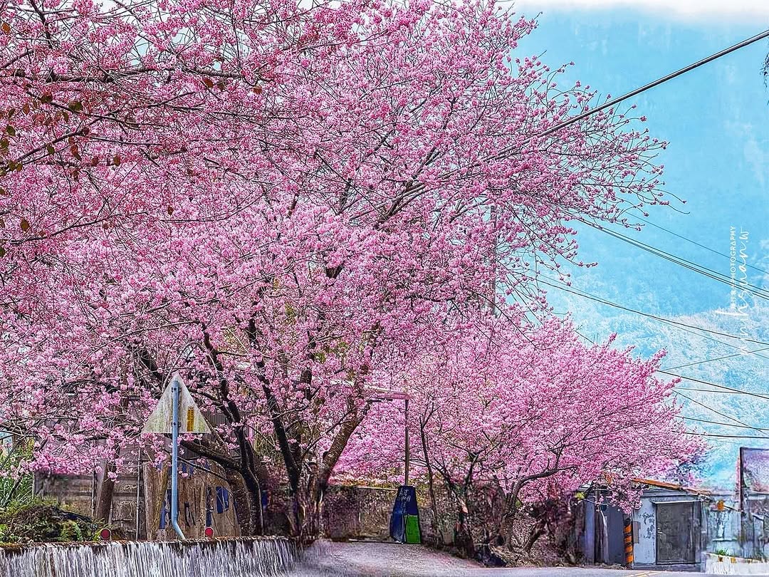 開工～上班啦！目前為止大家的精神狀態還好嗎看點粉嫩醒醒腦！再上四天班就又有三天假期這幾天被櫻花洗版了֎ 太和許媽媽櫻花（太和橋）－...