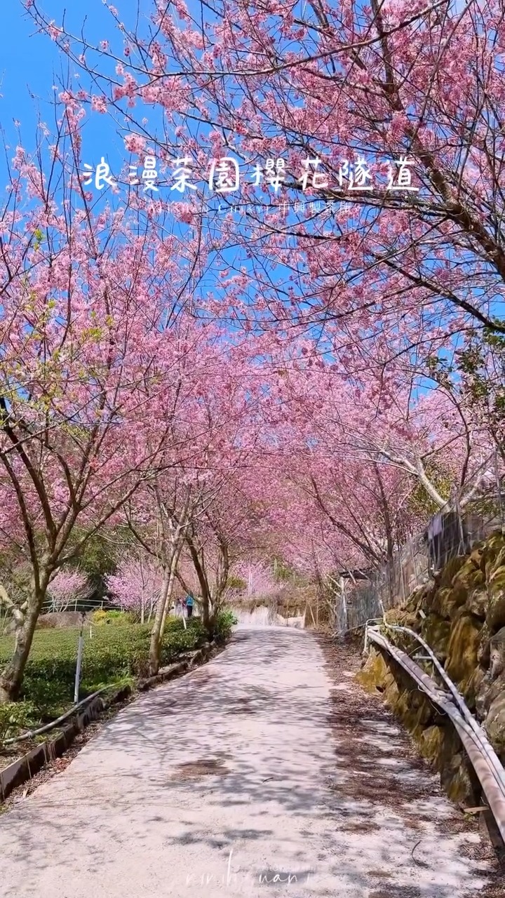 中興製茶所，粉色浪漫即時放送！ 阿里山的春意真的藏不住差不多滿開囉～～～趁著花開正好，這週末就抵嘉賞櫻吧趕快轉傳給想一起去的人！...
