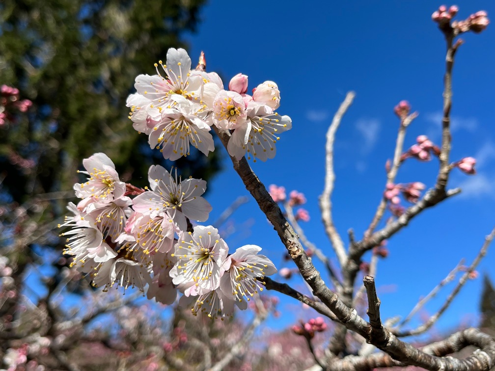 【 櫻花 × 燈會一次收！阿里山春遊超狂 85 折攻略 】春天最美的風景都在這！嘉義的夜晚已被燈會點亮，阿里山櫻花季也於 3/10...