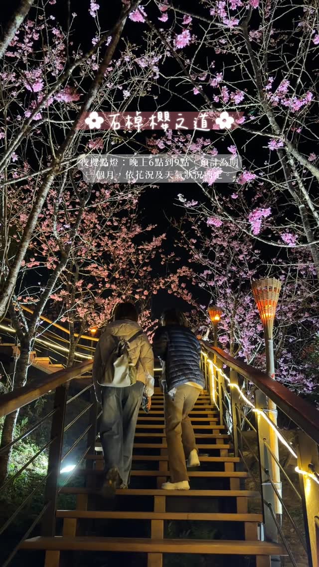 石棹櫻之道夜櫻點燈：晚上6點到9點，預計為期一個月，依花況及天氣狀況而定。要記得留意天氣預報喔拍攝日期：2/25，花況約5成上山路...
