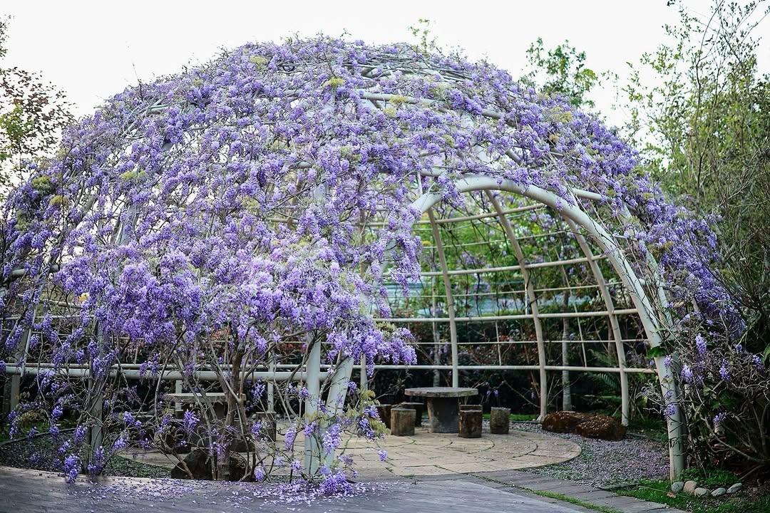 紫藤花報到！不只燈會，瑞里已變身紫色仙境 注意注意！雖然大家目光都在倒數計時中的精彩燈會山上的紫藤花也已經瞬間綻放啦！浪漫紫色風...