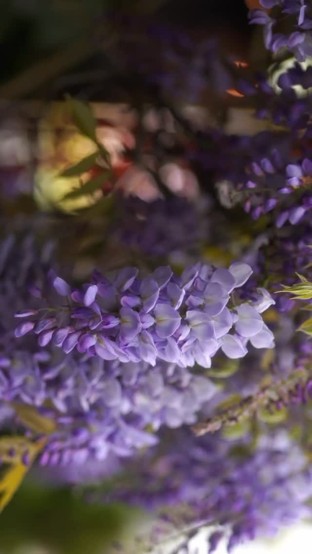 瑞里紫藤花綻放把握最美花況上山漫步～白天裡的紫藤清新動人夜晚裡的紫藤靜謐優雅山中美味、咖啡香、茶香都別錯過了！進到瑞里村莊任你走進...