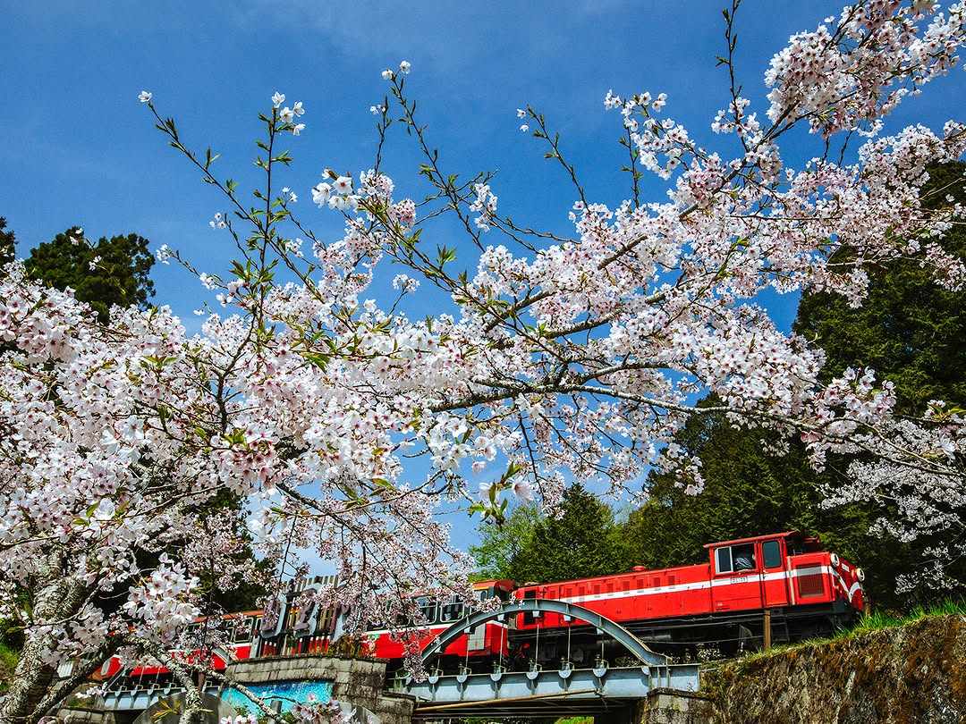 阿里山櫻花季倒數中～最後一波櫻花在阿里山森林遊樂區綻放假日出遊記得留意管制時間唷！管制路段：台18線66k湖底至88.2k阿里山森...