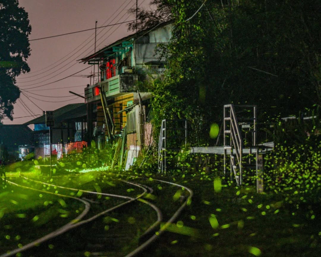 阿里山獨特的賞螢構圖～螢河鐵道大阿里山各個賞螢點的爆發時間不盡相同有賞櫻馬拉松，也有賞螢馬拉松最佳賞螢時間：晚上6點到8點今年有賞...