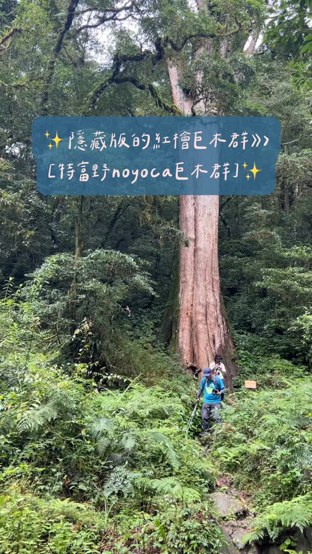 嗶嗶！前方美景太犯規！隱藏版的紅檜巨木群▸▸〚特富野noyoca巨木群〛跟著鄒人走進時光裡的獵場，聆聽森林傳說、族人的狩獵智慧，入...