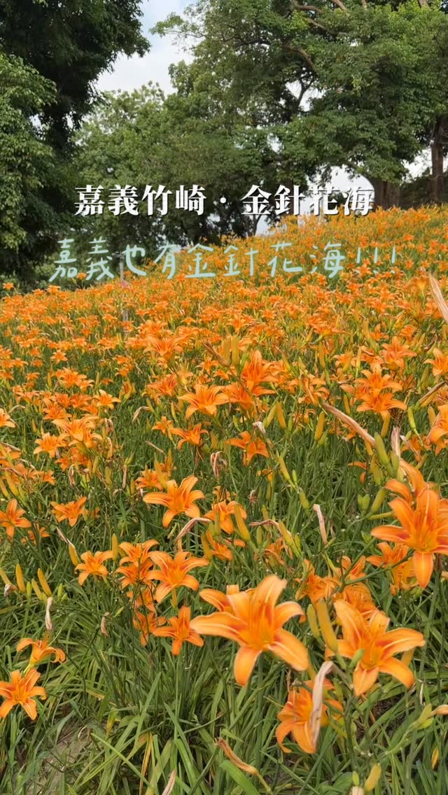 嘉義也有金針花海了！！！位於竹崎鄉義隆村「阿拉伯的粉紅村」，往年是大家慕名而去的粉紅秘境去年受到颱風嚴重影響，花旗木們重新養傷，等...