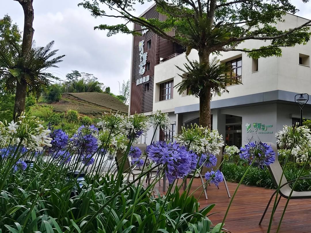 ❉瑞里的夏天，是一片會說話的紫 ​這片花叫百子蓮，別名「愛情花」光是這個名字就值得停下來拍一張 ​它的學名 Agapanthus是...