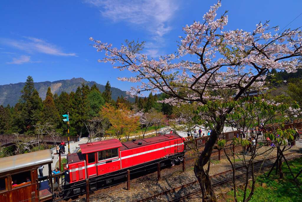 沼平是阿里山櫻花季的熱門欣賞點位之一