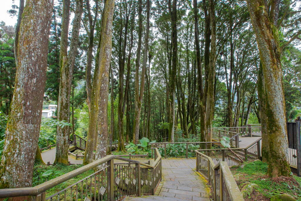 台灣肖楠母樹林 阿里山國家風景區