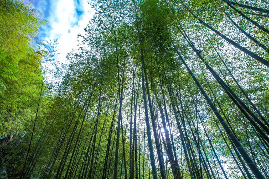綠色隧道 阿里山國家風景區