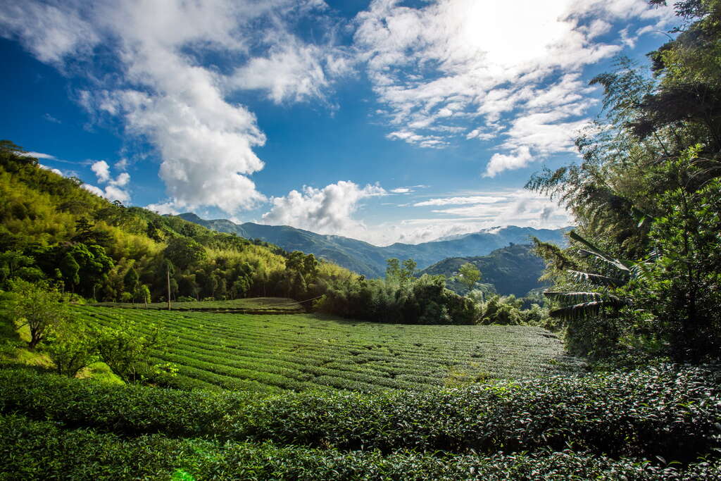 綠色隧道 阿里山國家風景區