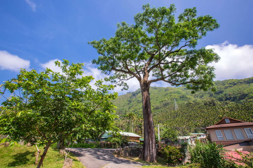 苦楝老樹為全台灣現有最高大的百年苦楝樹