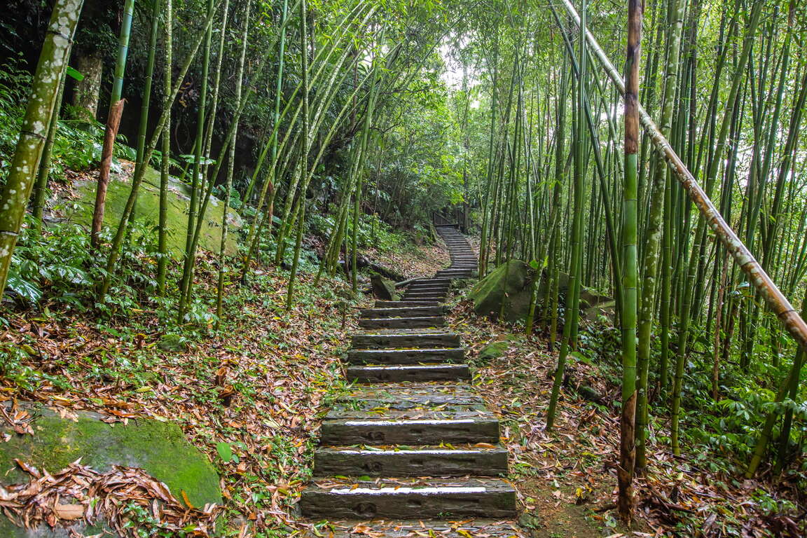 兩邊都是竹子平穩好走的仿木階梯步道