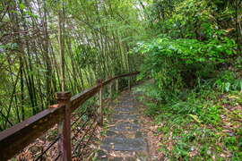 綠意盎然兩邊充滿竹子的步道