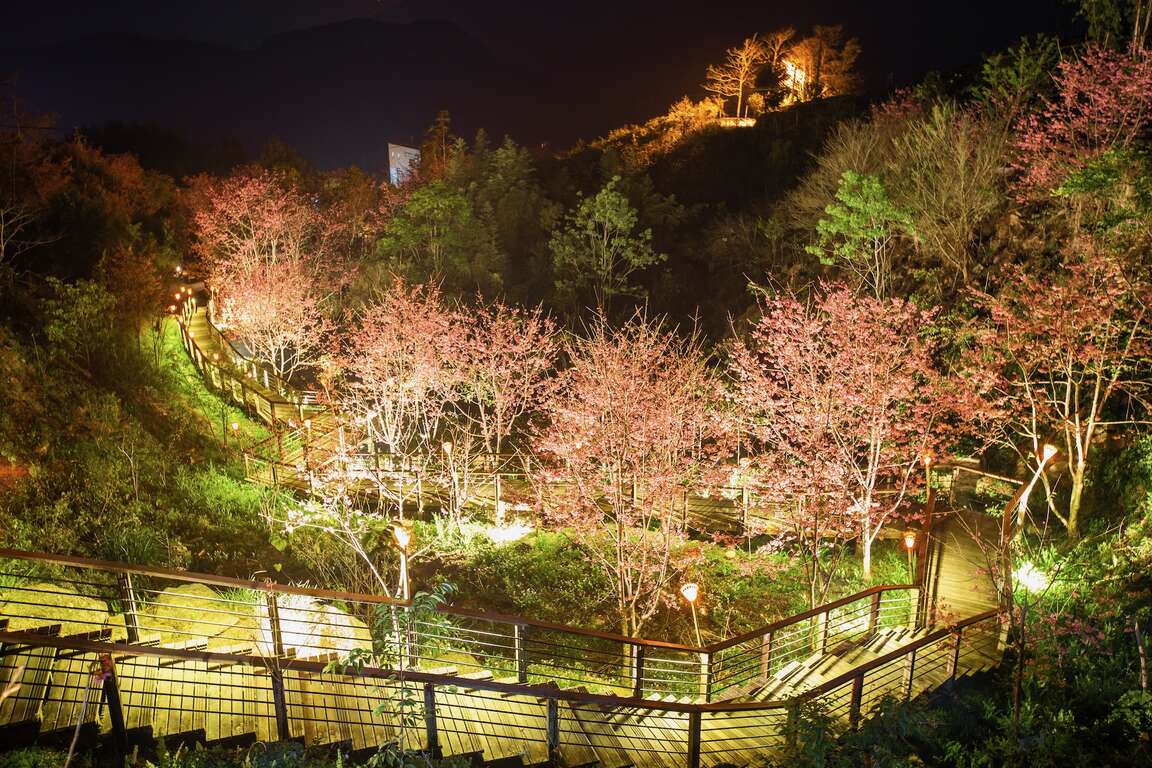 夜晚從步道上俯瞰櫻花