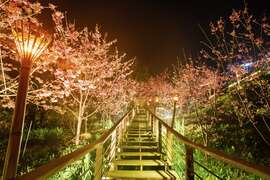 夜晚的步道與櫻花光影交錯別有一番風景