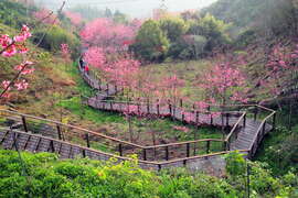 沿著階梯欣賞不同種類的櫻花