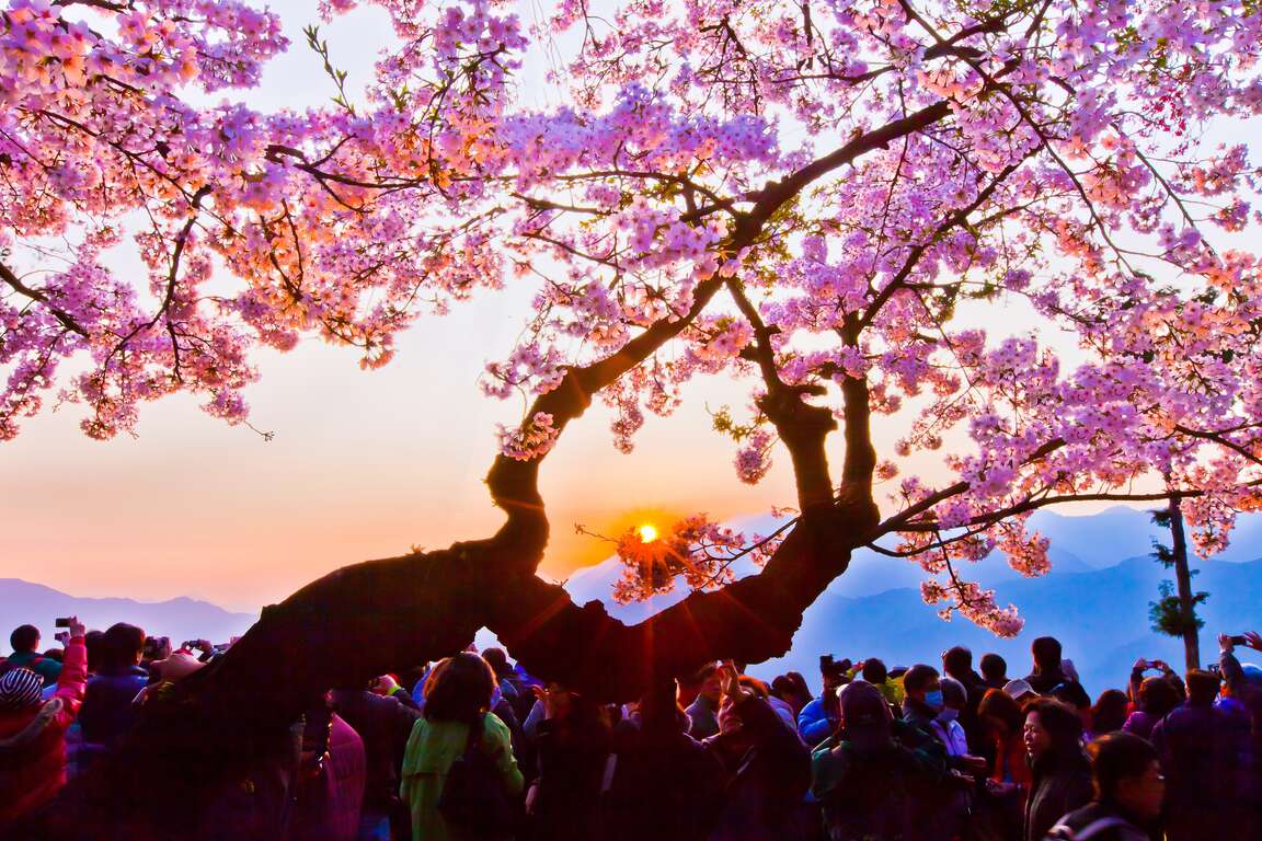 祝山日出與櫻花相互輝映