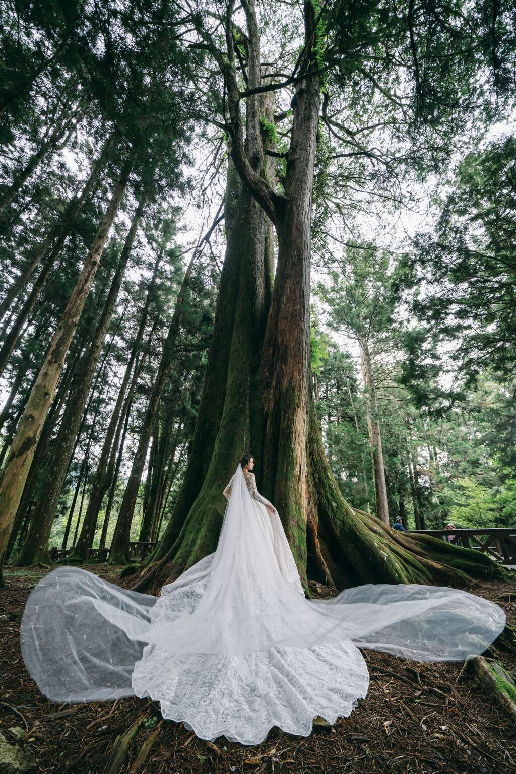 神木下婚禮 阿里山國家風景區