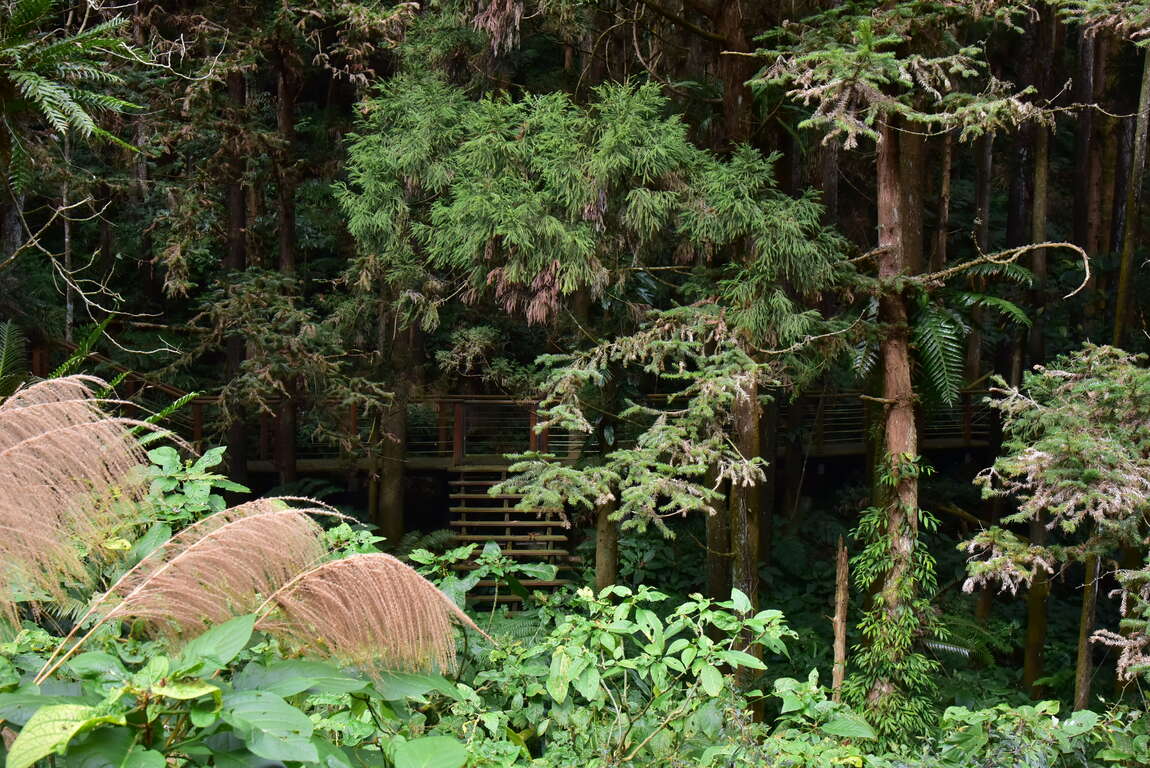 柳杉、臺灣杉可從葉子型態做區分