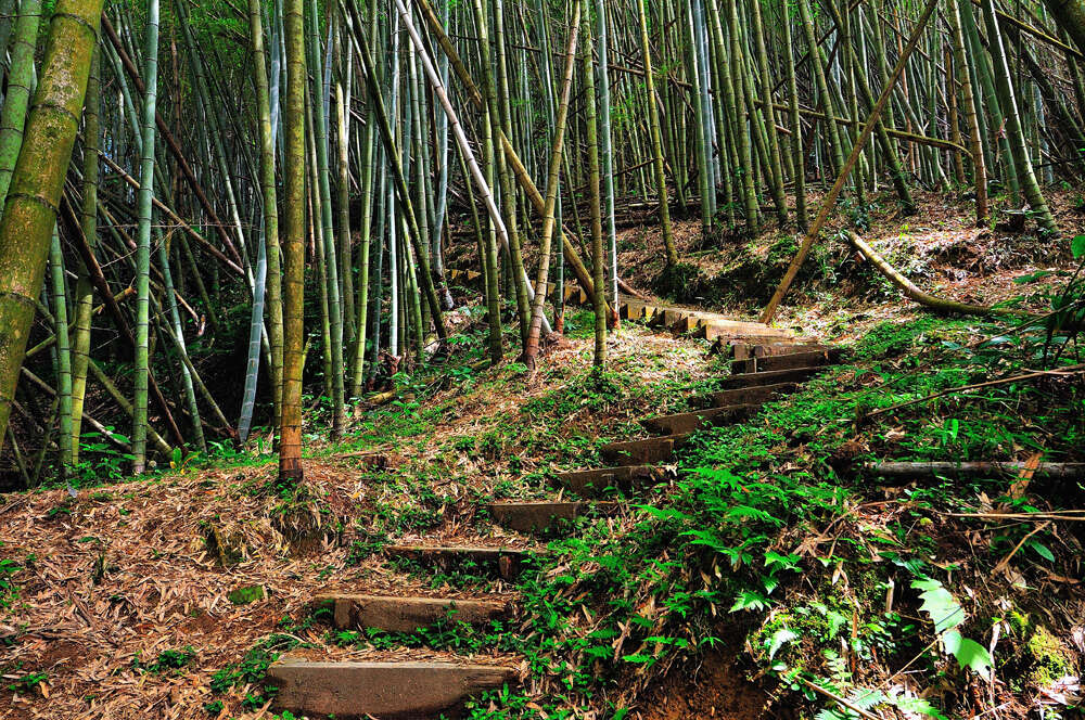 奮瑞古道 阿里山國家風景區